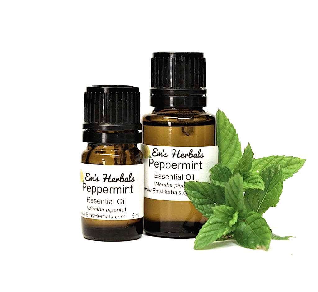 Mentha piperita Essential Oil Extraction