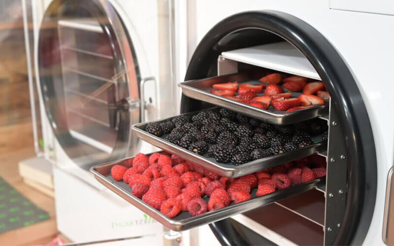 User loading trays into a ZZKD freeze dryer